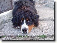 Berner Sennenhund