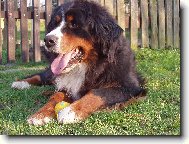 Berner Sennenhund