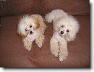 Poodle, Caniche