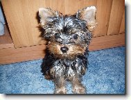 Jorkrsk terier, Yorkshire Terrier,