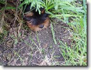 Jorkšírský terier, Yorkshire Terrier,