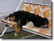 Berner Sennenhund