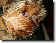 Jorkrsk terier, Yorkshire Terrier,