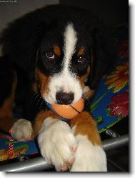 Berner Sennenhund