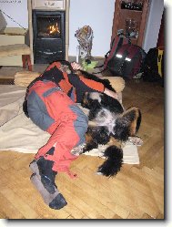 Berner Sennenhund