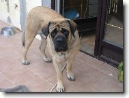 English Mastiff