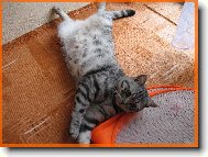 British shorthairs cat