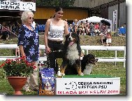 Berner Sennenhund
