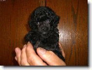 Toy Poodle