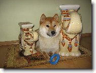 Japanese Akita