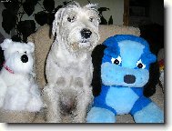 Zwergschnauzer, Miniature Schnauzer