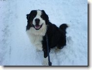 Berner Sennenhund
