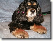 English Cocker Spaniel