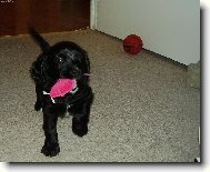 English Cocker Spaniel