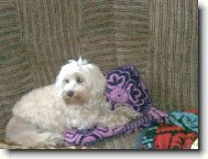 Little Lion Dog