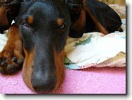 Dobermann, Doberman