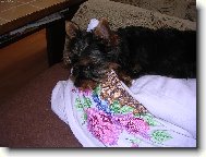 Jorkšírský terier, Yorkshire Terrier,