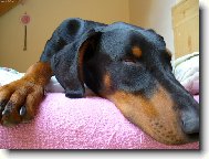 Dobermann, Doberman