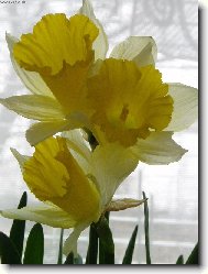 Narcis