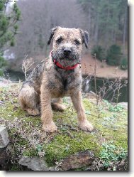 Border Terrier