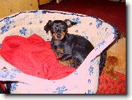 PRAGUE RATTER