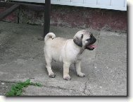 Pug