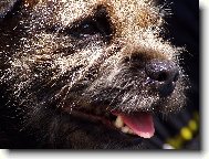 Border Terrier