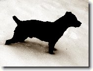 Patterdale Terrier