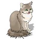 Cat world