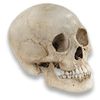 Avatars to free download: Skull