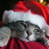 Avatars to free download: Animals: Cats 2