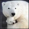 Avatars to free download: Animals: Bears