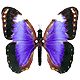 Avatars to free download: Animals: Butterflies