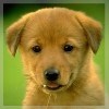 Avatars to free download: Animals: Dog
