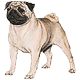 Avatars to free download: Animals: Dog 4