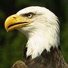 Avatars to free download: Animals: Birds