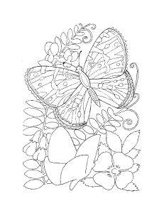 Free Coloring pages