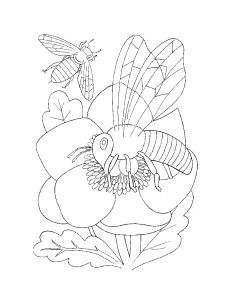 Free Coloring pages