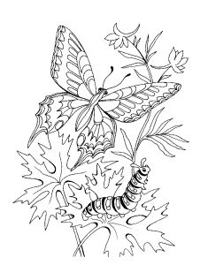 Free Coloring pages