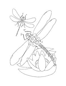 Free Coloring pages