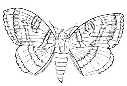 Free Coloring pages