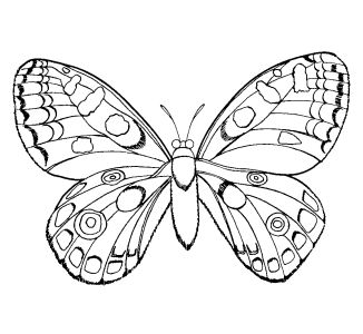 Coloring Pages  Girls on Free Coloring Pages For Boys And Girls  Animals  Insects  Butterflies