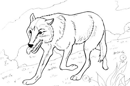 coloring pages wolf