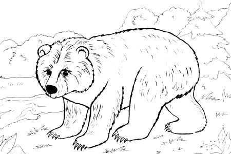 Free Coloring Sheets on All Free Coloring Pages  833    Animals  Bear  6 Pages