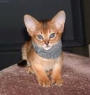 Photo: Abyssinian (cat)