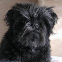 Photos: Affenpinscher (Dog standard) (pictures, images)