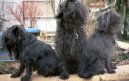 Photos: Affenpinscher (Dog standard) (pictures, images)