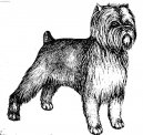 Photos: Affenpinscher (Dog standard) (pictures, images)