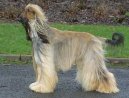 Photo: Afghan hound (Dog standard)