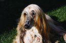 Photo: Afghan hound (Dog standard)